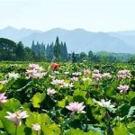 "在线观看免费高清无码影片：提供一流的视听体验"